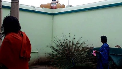 Peacock Screams Peacock dance