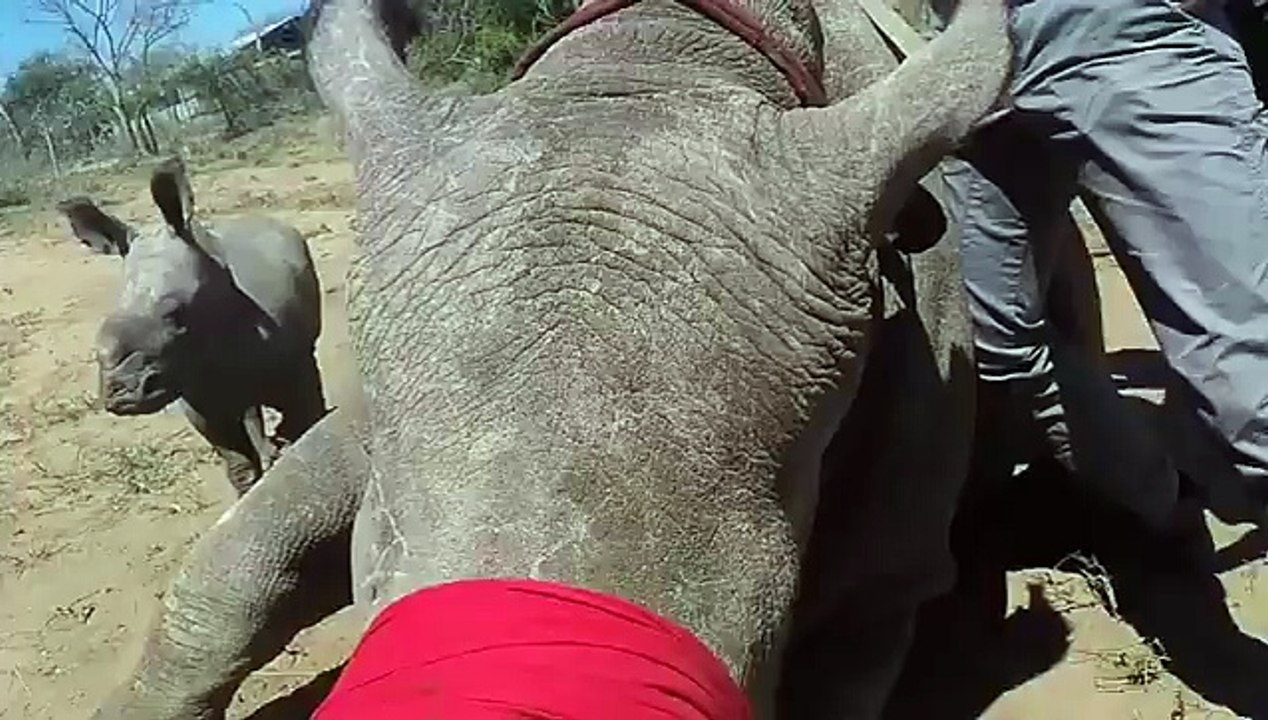 Un petit rhinocéros protège sa maman