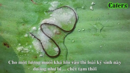 What is going to happen, when give salt to on paragordius varius