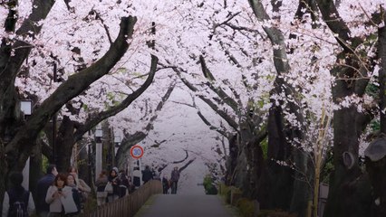 Feast Your Eyes On Japan’s Gorgeous Cherry Blossoms