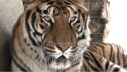 Hoover The Tiger Gets Tunneled Home