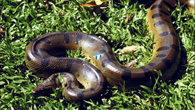 A Plus Pest Management - (201) 876-7378