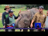 Chicco Jerikho Besuk Anak Gajah di Waykambas - NET 12