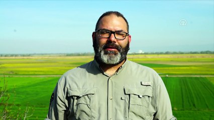 'Ak pelikanlar, Avrupa'ya göçlerinde Karacabey'de konaklıyor' - BURSA