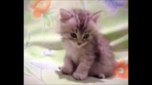 New Whatsaap Funny Nodding Cat Vedio--Real vedio--Keep Your Baby Busy--Vedio for Baby--Watch Online