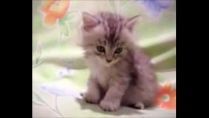 New Whatsaap Funny Nodding Cat Vedio--Real vedio--Keep Your Baby Busy--Vedio for Baby--Watch Online