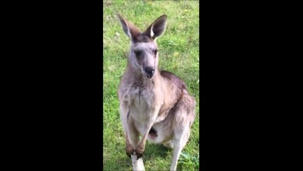 New Whatsaap Beauty Vedio--Natural Wonder Vedio--Keep Ypur Baby Busy--What a Love--Watch Online