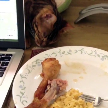 Ce chat malin sait comment voler le poulet...