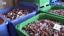 Aceite sostenible de residuos de pescado | Visión futuro