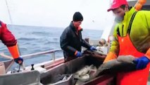Bacalao nómada: una delicia noruega | Euromaxx