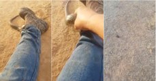 Cobra venenosa enfia-se pelas calças de um pobre homem