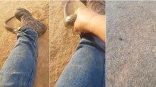 Cobra venenosa enfia-se pelas calças de um pobre homem
