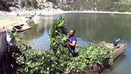 Berke Barajı'nda kayıkla defne üretimi - KAHRAMANMARAŞ