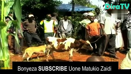 MAZISHI YA AJABU; AZIKWA NA NG'OMBE WAKE AKIWA HAI KABURINI