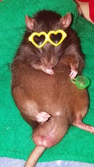 Chilling Out Rat