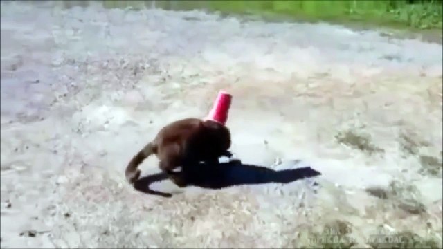 Regardez qui va aider ce chat qui a la tête coincée dans un gobelet