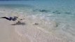 Des dizaines de petits requins viennent manger en bord de plage aux Maldives