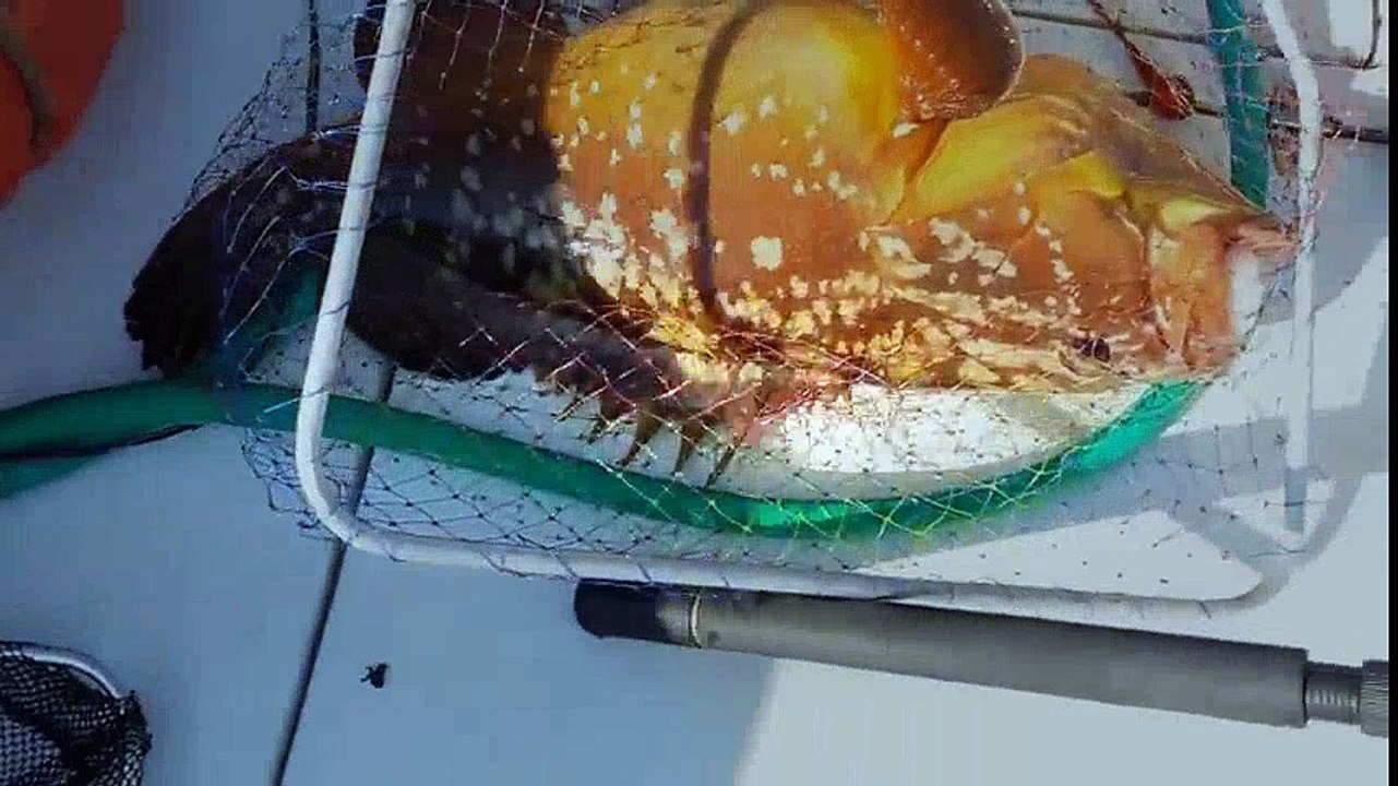 jigging - dev balik avi | Kalkan kardeşler jigging videoları | Kalkan kardeşler jigging videoları