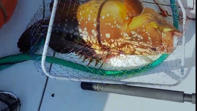 jigging - dev balik avi | Kalkan kardeşler jigging videoları | Kalkan kardeşler jigging videoları