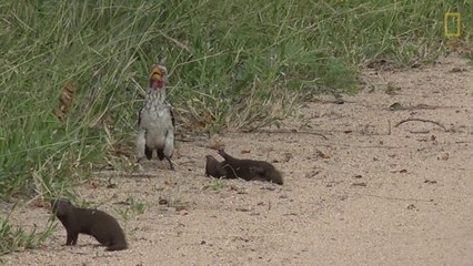 Mais que fait cette mangouste? Elle veut manger l'oiseau ou jouer avec lui??