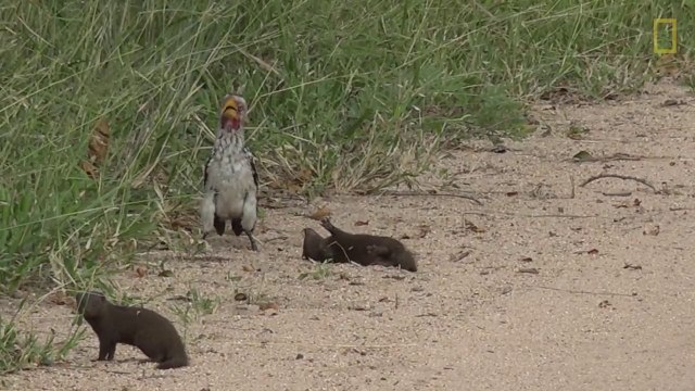 Mais que fait cette mangouste? Elle veut manger l'oiseau ou jouer avec lui??