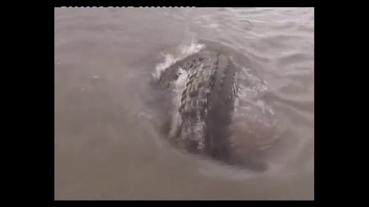 Un crocodile géant sort de nulle part pour voler le poisson de ce pecheur