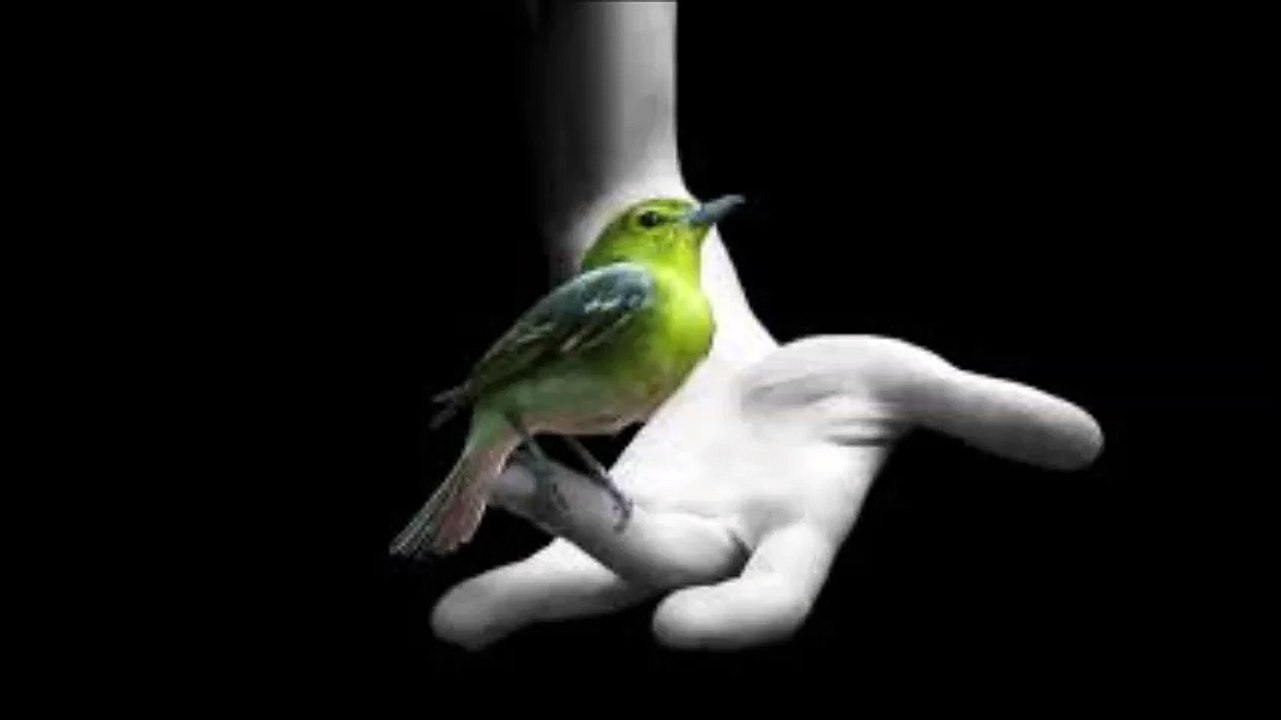 A song in Portuguese about a little bird.  Una cancion en Portugues acerca de un pajarito