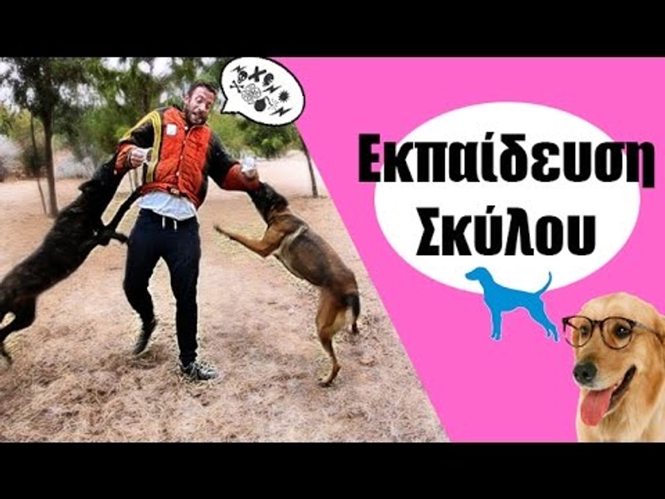 Ponzi | Εκπαίδευση Σκύλου