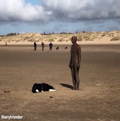 Ce chien a terriblement envie de jouer mais n'a pas compris le principe de l'homme-statue