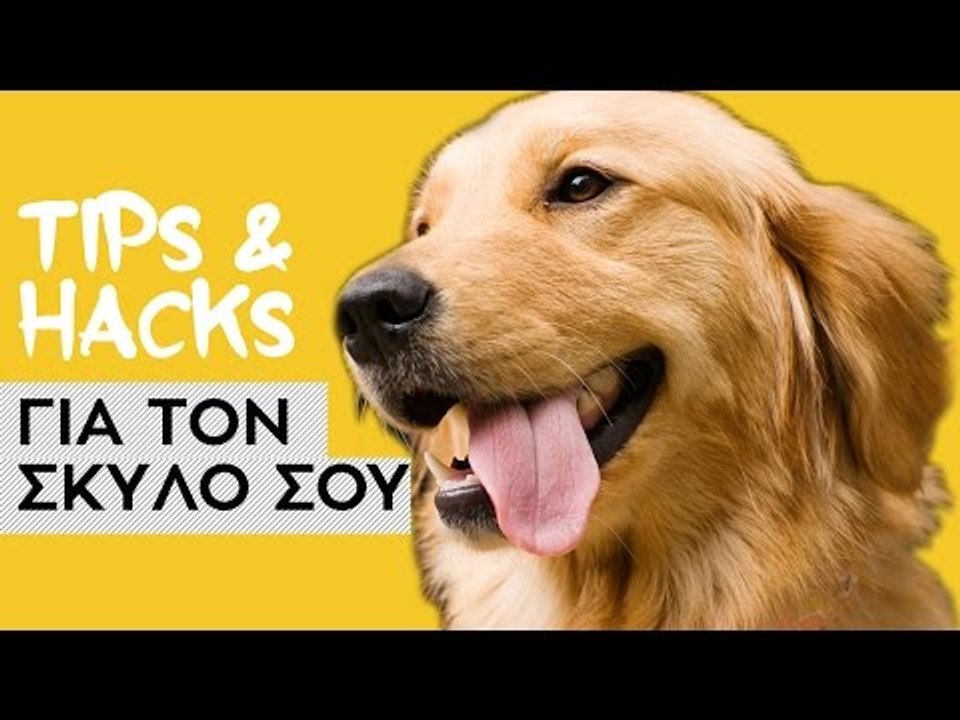 Ponzi | Tips and Hacks για τον Σκύλο σου