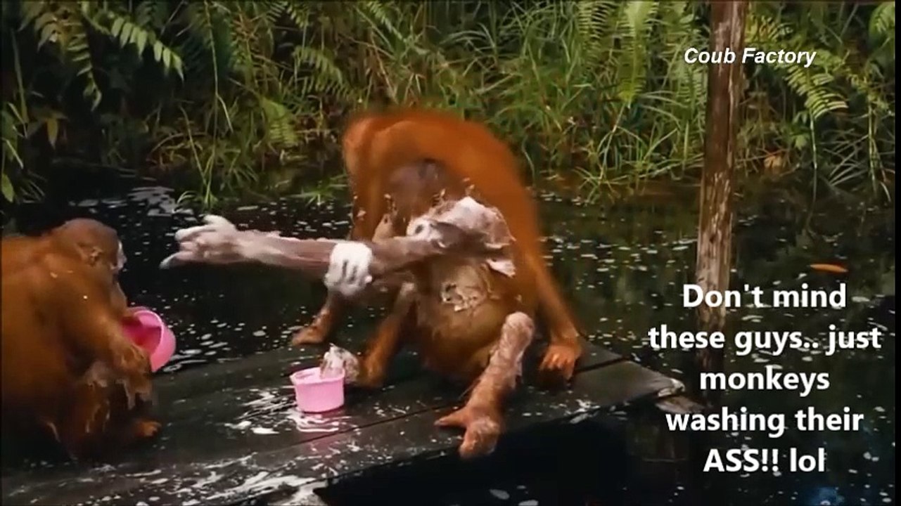 The ASS video