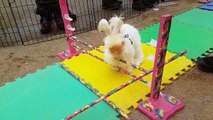 Rabbit Makes Its Own Rules