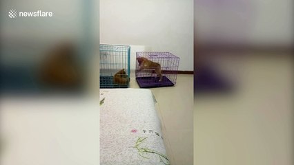 Clever dog inside cage figures out way to get closer to friend