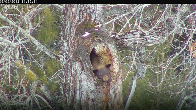 The bear's activities are being viewed every day on the 'bear cam' of Glacier National Park