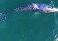 Drone Captures Whales in Malibu Creating Rainbows by Using Blowholes