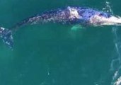Drone Captures Whales in Malibu Creating Rainbows by Using Blowholes