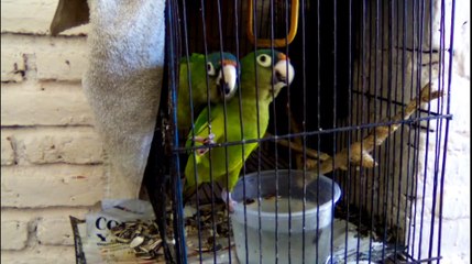 Pericos frente naranja