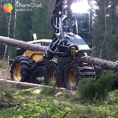 Gutting trees with JCB