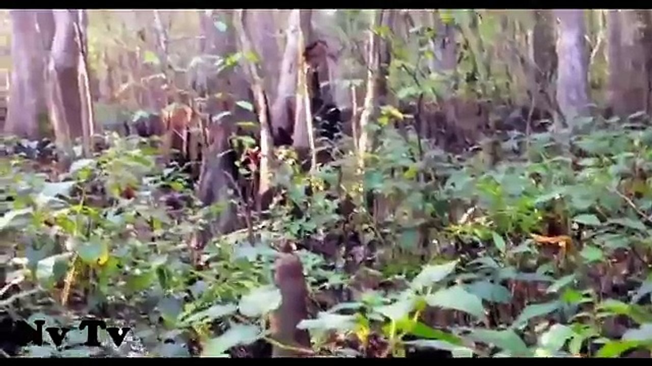 PANICKED!! HUNTER FILMS A REAL MASSIVE BIGFOOT!! - Mississippi, USA (new) - HD