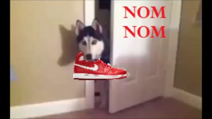 Dog comes to me but I  don't know him, do I shoo him?   /  Un perro extranio viene a mi, que le hago lo corro?