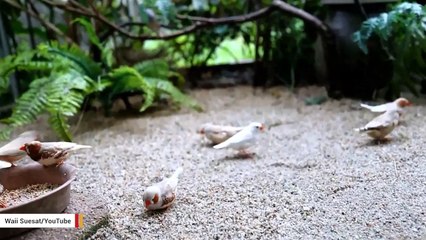 Researchers Reveal How Birds Can Detect Earth's Magnetic Field