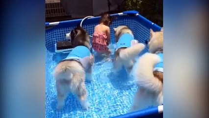 Three Amazing Huskies Join Tiny Girl In The Pool