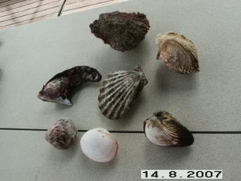 Tonga5