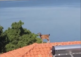 Man Films Goat Inexplicably Chilling Out on Rooftop