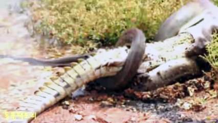 Cận cảnh trăn khổng lồ ăn thịt cá sấu