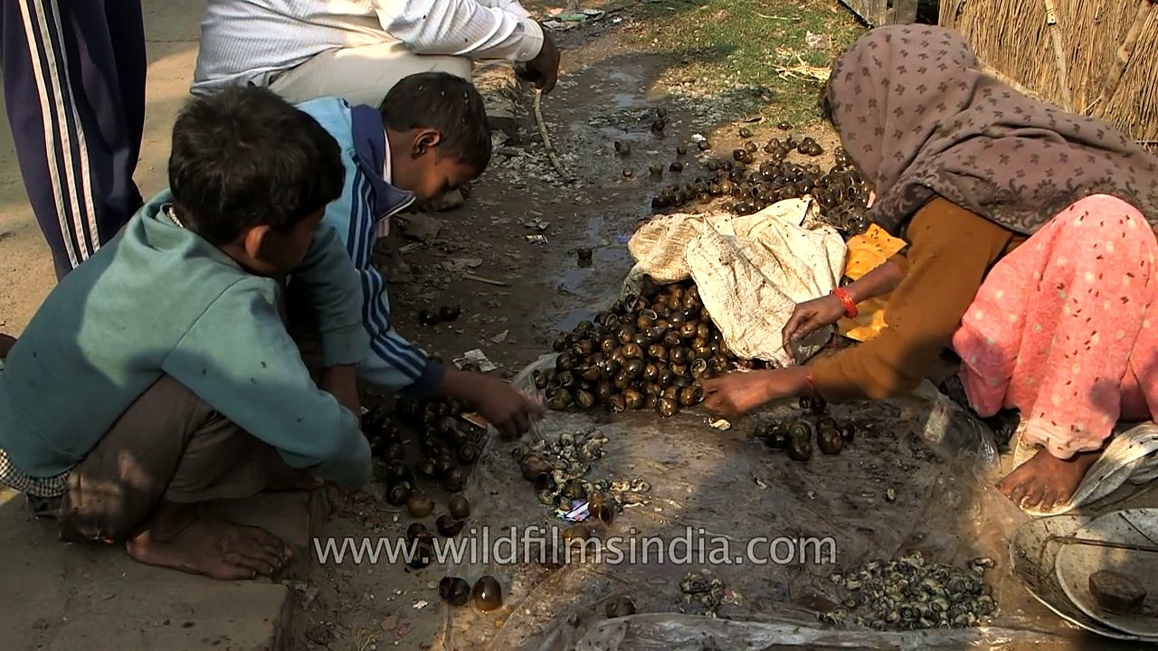 Woman sells snails at a fish market in Bihar, among festering flies