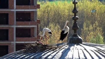 Leyleklerin yuva yapma telaşı