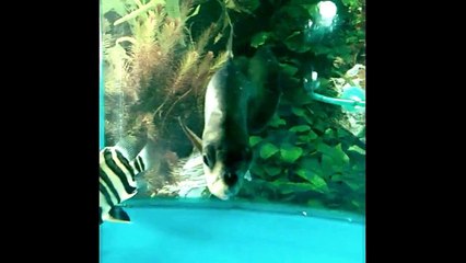 Everything about Payara - [Caring-Breeding-Feeding]