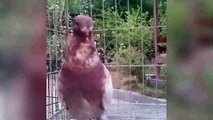 best breeding fancy pigeon day uvitiy & pigeon cages