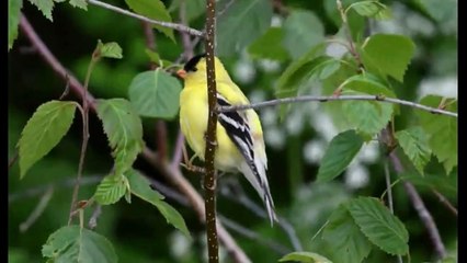 Everything about American Goldfinch - Small Pet Bird